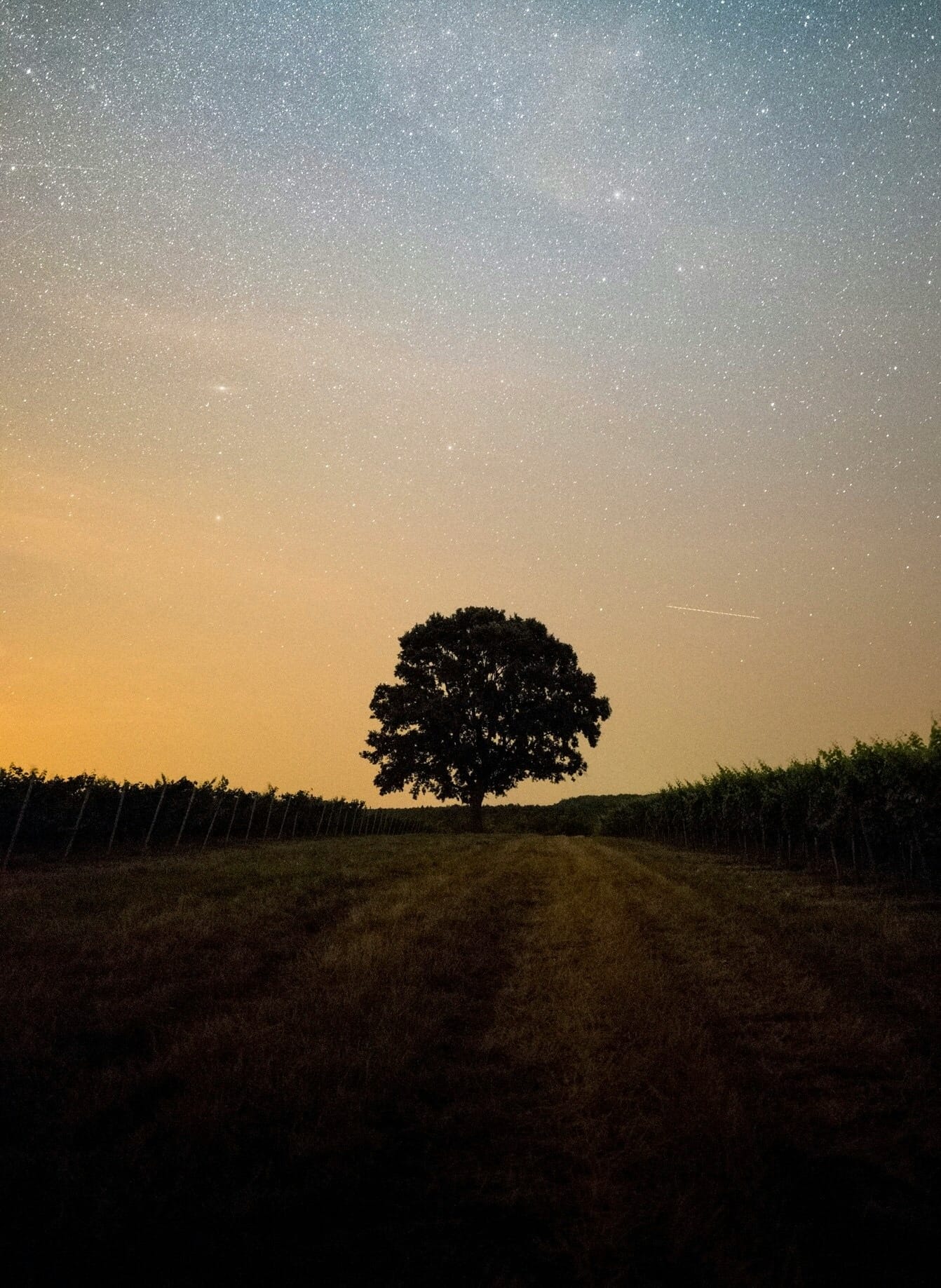 tree and dirt road at golden hour